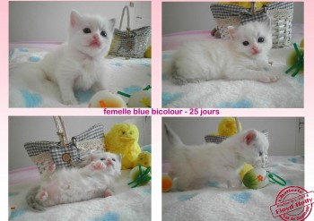 femelle blue bicolour - 25 jours - Chatterie Ragdolls du Val de Beauvoir